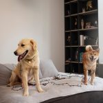 két kutya összeszoktatása lakásban